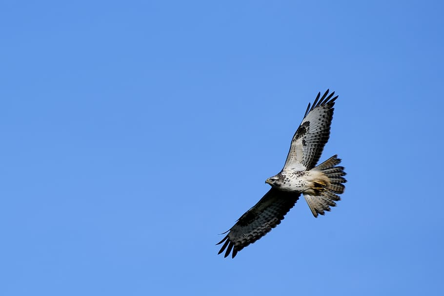 common buzzard, birds of prey, hunter, plumage, wings, flying, nature, flight, hunting, animal wildlife