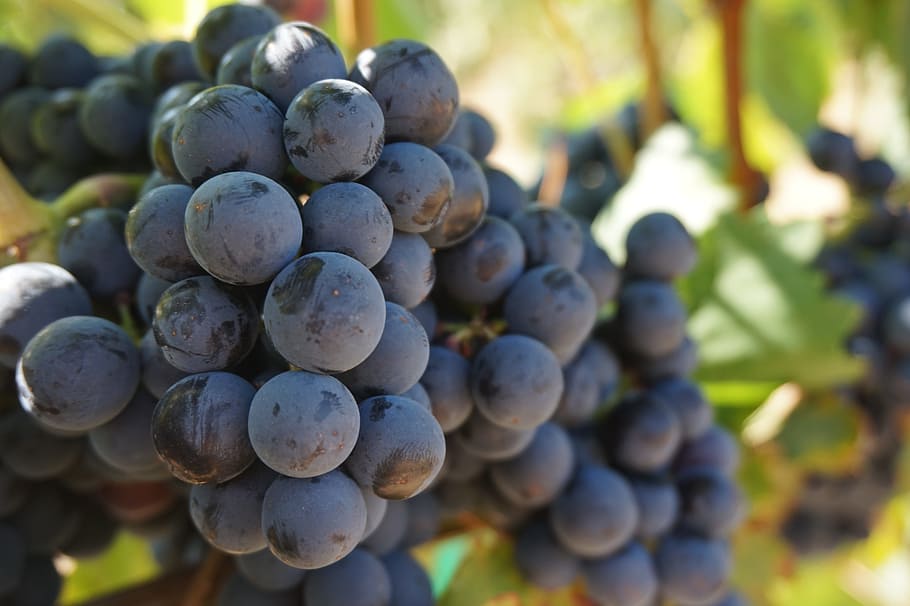 blue berries, grapes, vine, grape vine, wine, vineyard, fruit, plant, leaf, winery