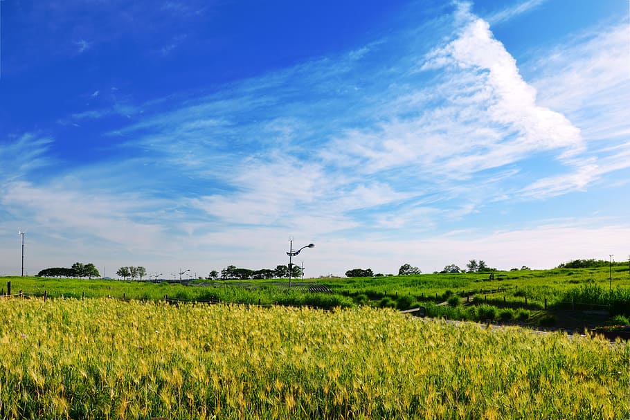 seoul, cloud, sky, republic of korea, scenery, han river, pm, barley field, meadow, blue sky