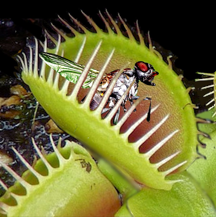 venus flytrap, trapped, fly, catch, insect, carnivorous, animal themes, animal wildlife, animal, invertebrate