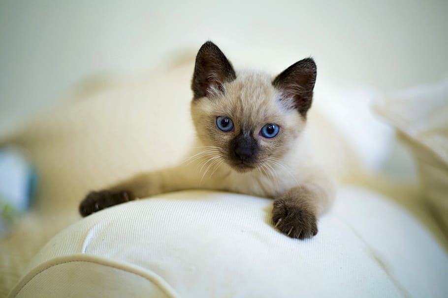 gato atigrado gris, lindo, gato, mascota, gatito, mamíferos, poco, tailandés, siamés, ojos azules