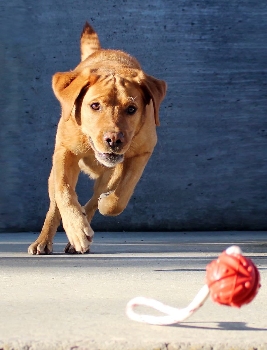dog, playing, ball, hunting dog, labrador, pet, race, fur, quadruped, brown