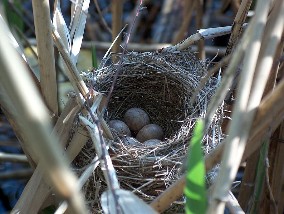 nest, bird's nest, hatchery, breed, nature, nesting place, scrim, animal nest, bird, bird nest