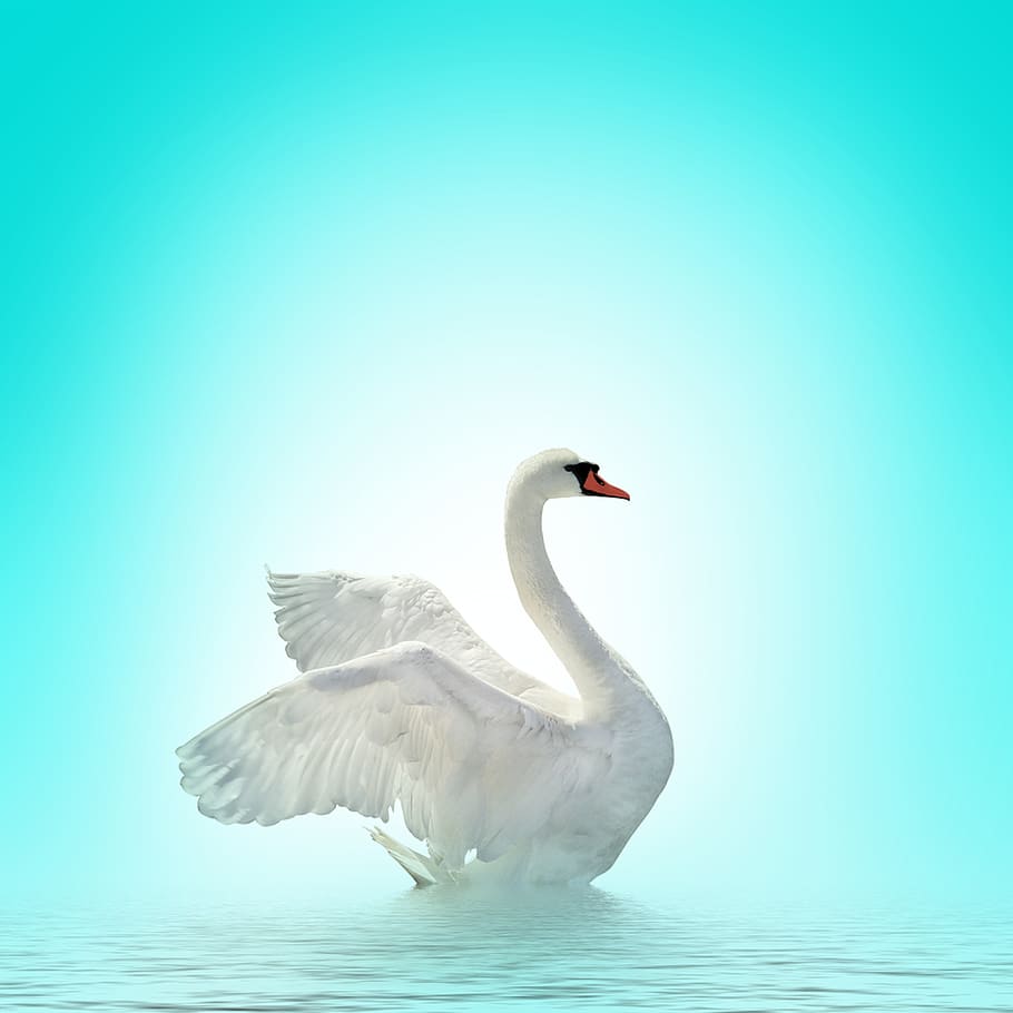 swan, lake, blue, plumage, white, pond, cute, swim, animal themes, animals in the wild