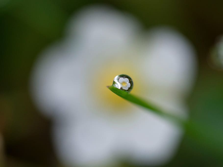 seletiva, fotografia de foco, orvalho da chuva, folha, refletindo, branco, flor de pétala, dia, flor, borrão