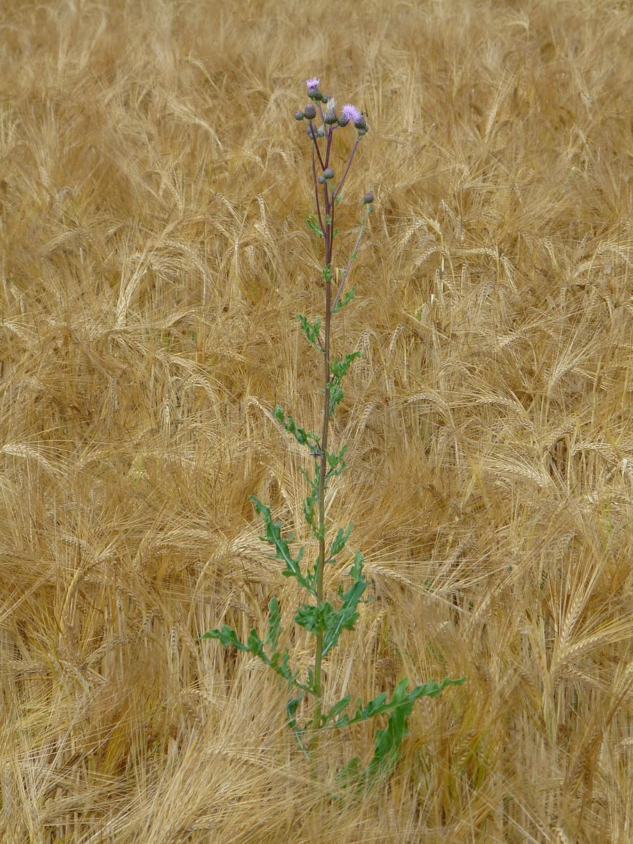 wheat field, thistle, weed, arable, corn ear, wheat, wheat spike, spike, cereals, agriculture