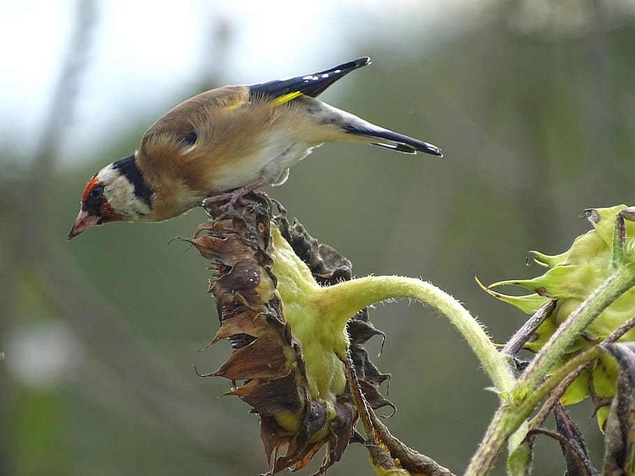 goldfinch, stieglitz, songbird, burung, burung liar, makan musim dingin, memberi makan, biji bunga matahari, bulu, burung taman