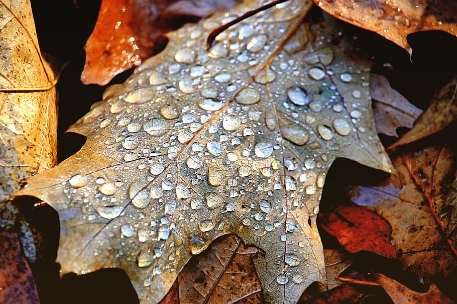 closeup, fotografi, daun maple, air, daun, rintik hujan, dedaunan jatuh, setetes air, bagian tanaman, close-up