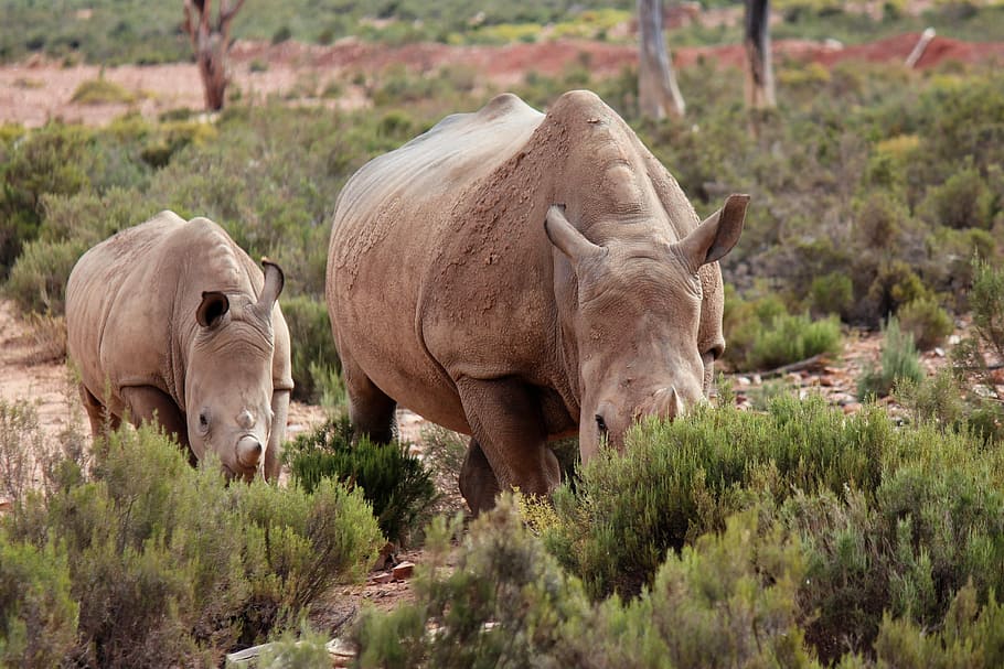rhino, safari, baby rhinoceros, national park, animal world, wildlife, aquila gaming resort, south africa, wilderness, nature