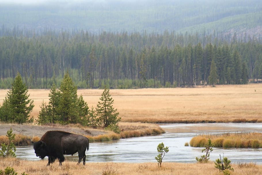 black, ram, standing, brown, grass, river, bison, buffalo, stream, water