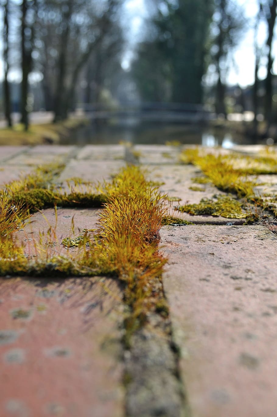 paved, away, moss, tufts of grass, fouling, plant, tree, selective focus, nature, day