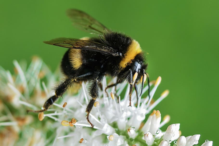 пчела, сбор, пыльца, цветок, крупным планом, фотография, шмель, белый, лепесток, насекомое