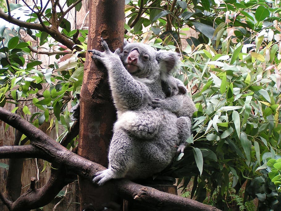 koala, baby, cute, mammal, tree, plant, animal themes, animal, animal wildlife, animals in the wild