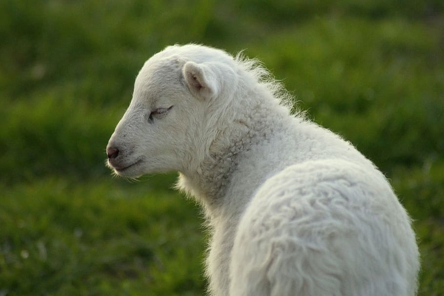 sheep, gentle, breeze, tender, wind, enjoy, feel good, take a breath, spring, lamb