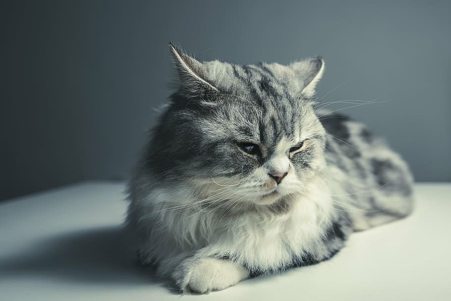 selective, focus photography, medium-haired silver cat, cat, persian breed, black grey, pets, domestic cat, one animal, feline