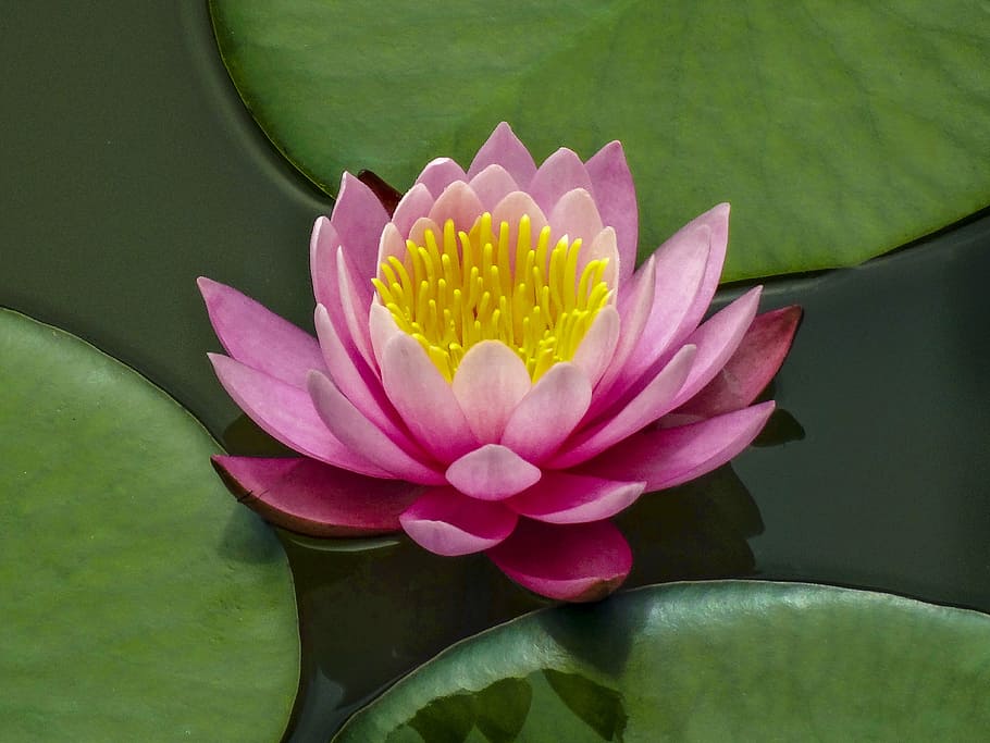 lotus flower, lotus, lake, flowers, water Lily, lotus Water Lily, nature, pond, plant, petal