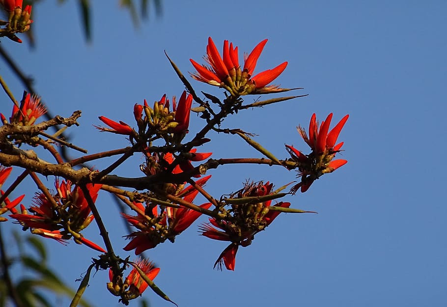 Flower, Erythrina, Indian, Coral, indian coral treee, lenten tree, tiger claw, erythrina variegata, fabaceae, erythrina indica
