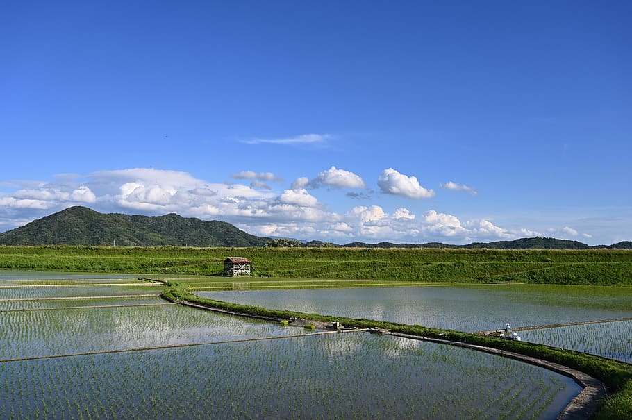 Japón, campos de arroz de Yamada, campo de arroz, cielo azul, natural, paisaje, cielo, agua, pintorescos - naturaleza, montaña