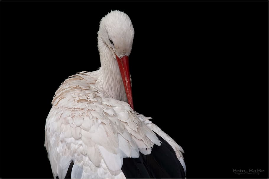 white ibis, stork, bird, storks, white stork, germany, rattle stork, large beak, fly, bill