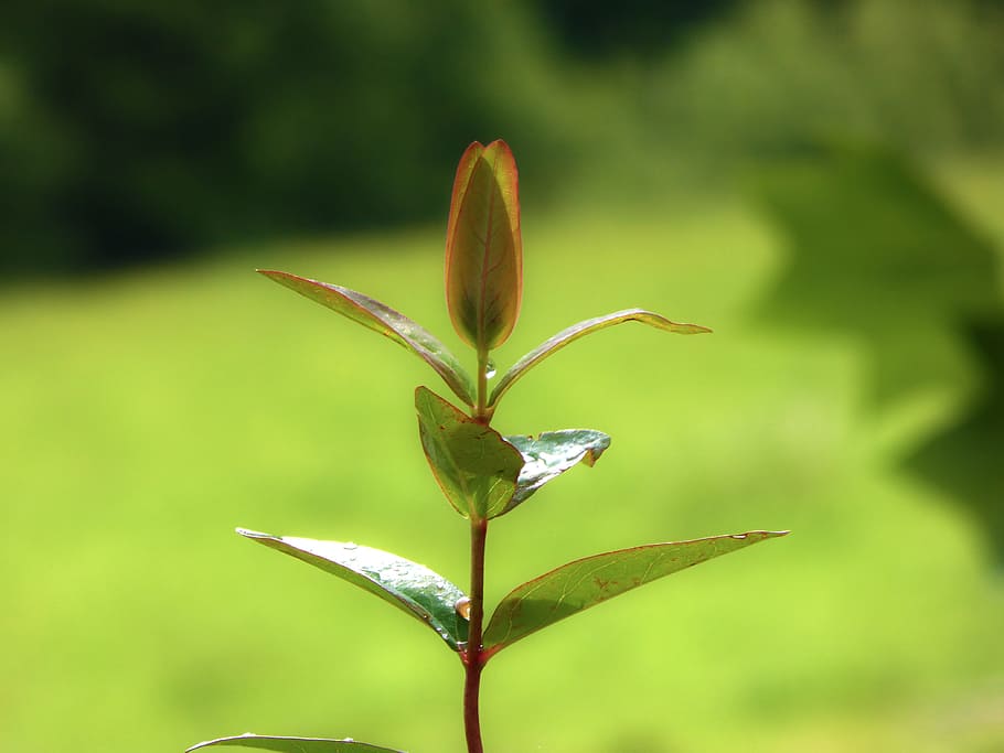plant, leaf, green, garden, nature, green leaves, dew, drops, young shoot, stems