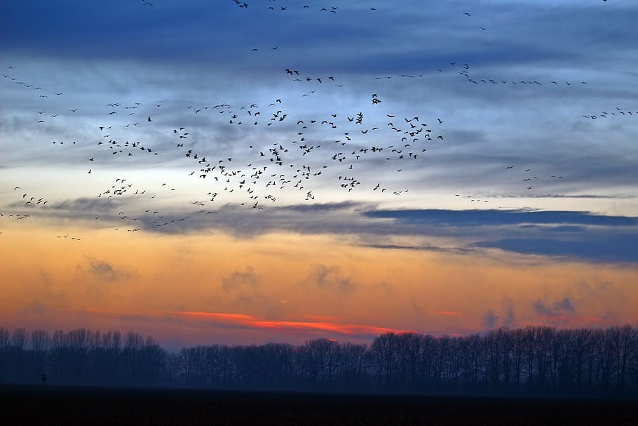 Wild Geese, Evening, Nature, Field, evening sky, geese, migratory birds, landscape, arable, sky