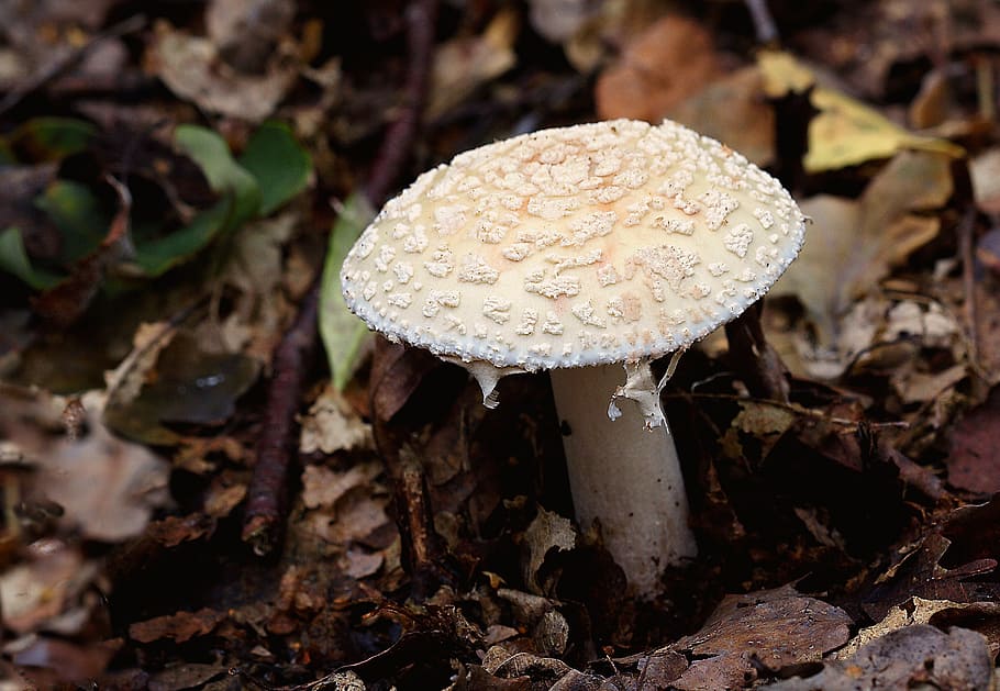Fungi, Toadstool, Fungus, Forest, autumn, mushroom, nature, cap, macro, poisonous