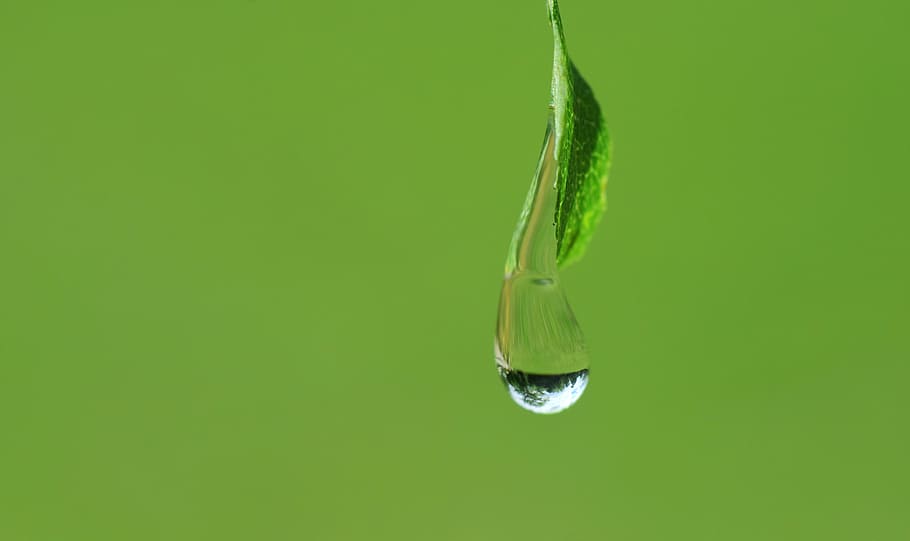 water droplet, hanging, leaf, Drip, Close, Drop Of Water, Macro, water, nature, raindrop