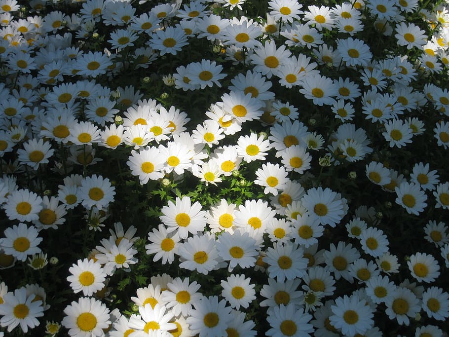 daisy margaret, light, shadow, sun, one side, flower garden, flowers, white, chrysanthemum, green