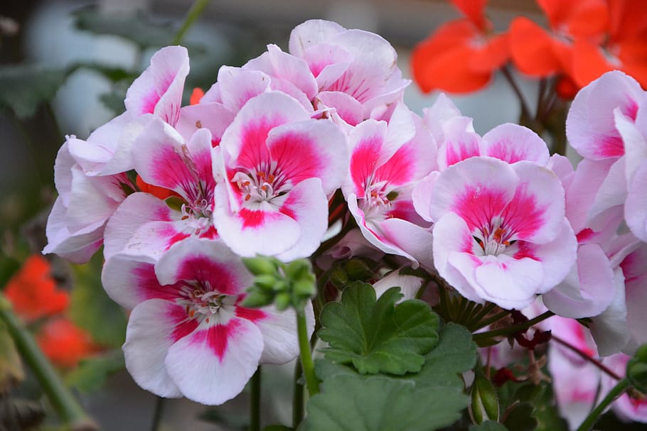 geranium, pink, rose geranium, flower, nature, rose petals, flowering, pink flowers, botany, summer