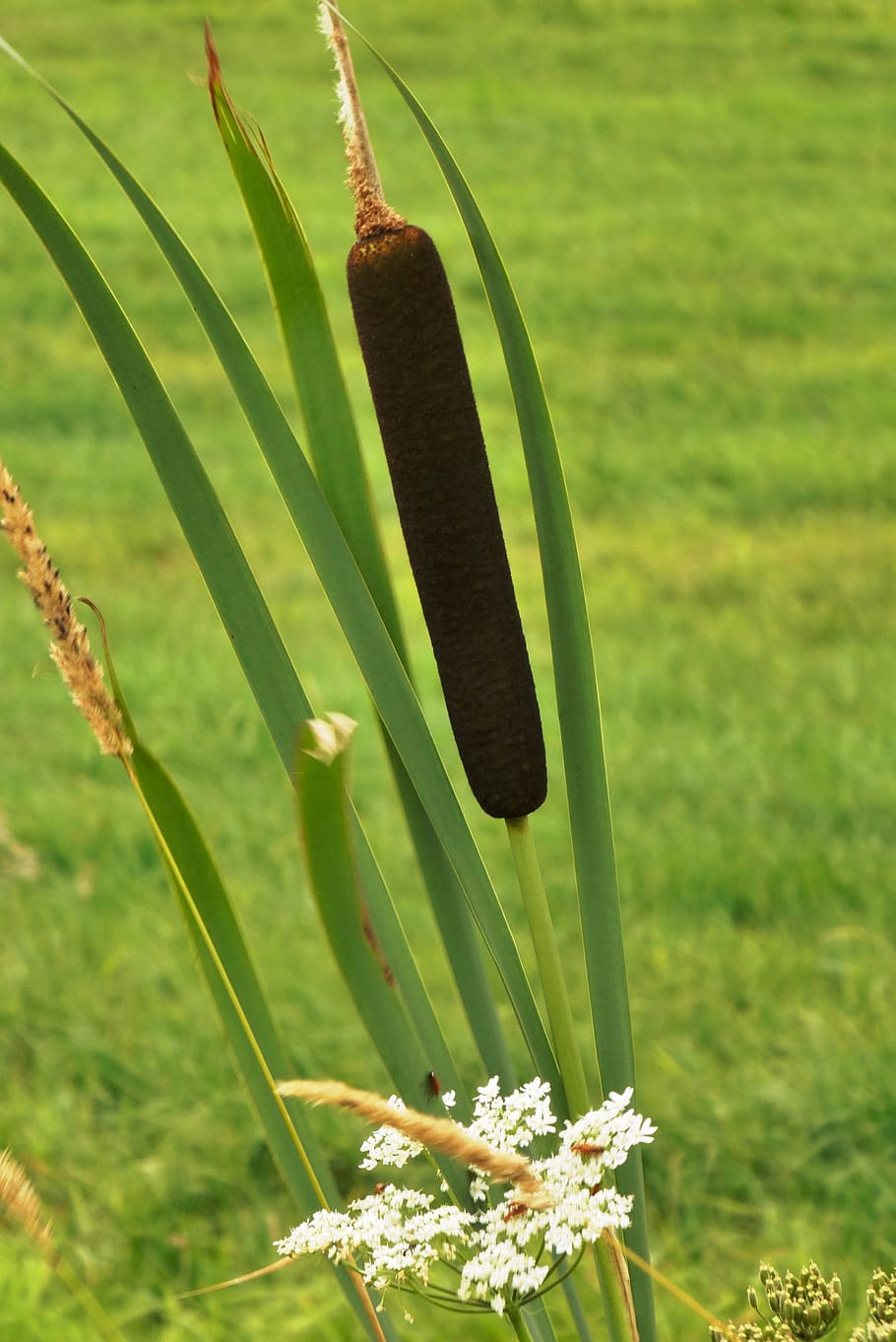rietsigaar, cattail, typha latifolia, water plant, brown, summer, ditch, plant, growth, green color