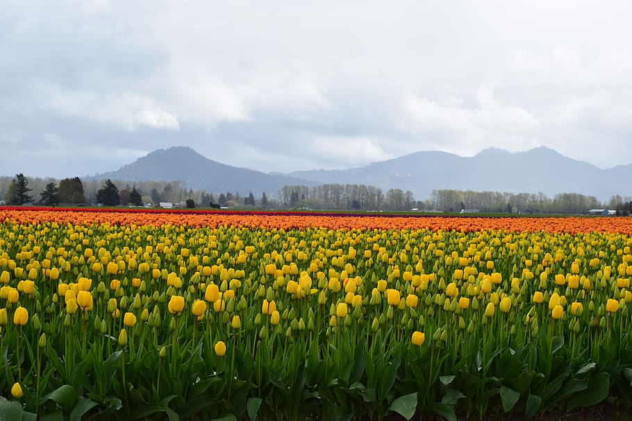 yellow, red, tulip, field, orange, spring, mountain, cloud, treeline, range