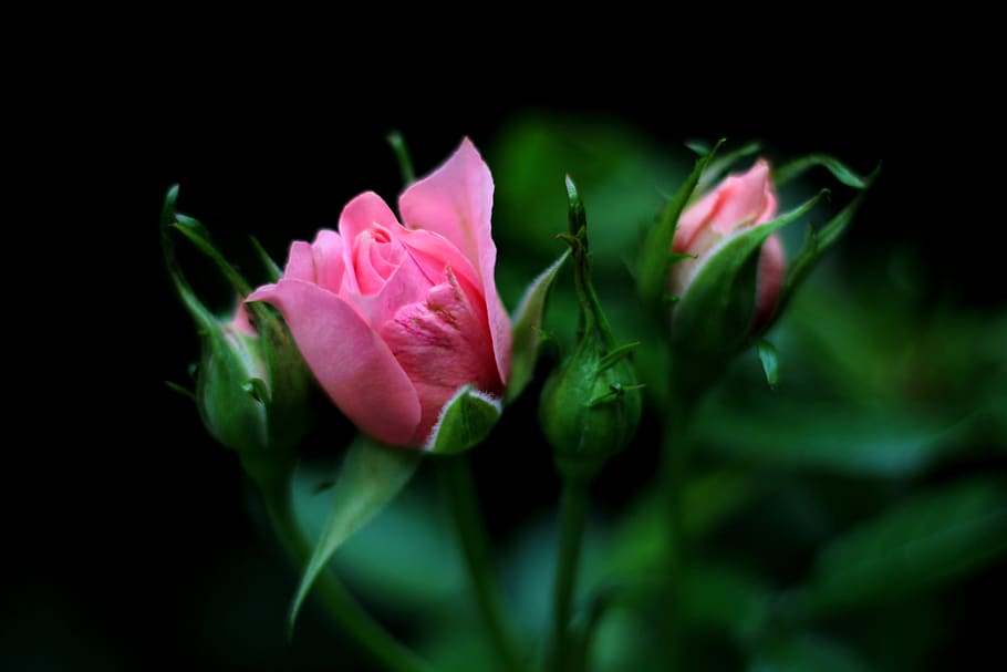 rosa ' the fairy, struikroosje, rose, romantic, garden, summer, flower, beauty, petals, flowering plant