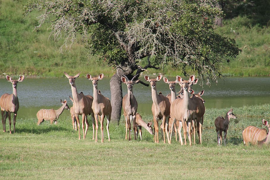 west texas kudu, texas deer, texas wildlife, kudu, group of animals, animal, animal themes, plant, animal wildlife, grass