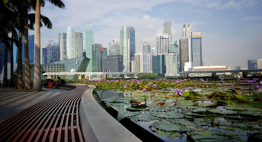 Singapur, ciudad, edificios, rascacielos, loto, área verde, flor de loto, jardín, arquitectura, ambiente