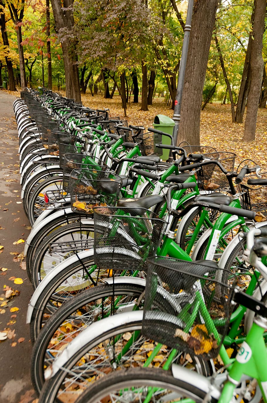 bicycles, rental, cycling, sport, urban, public, row, park, plant, bicycle