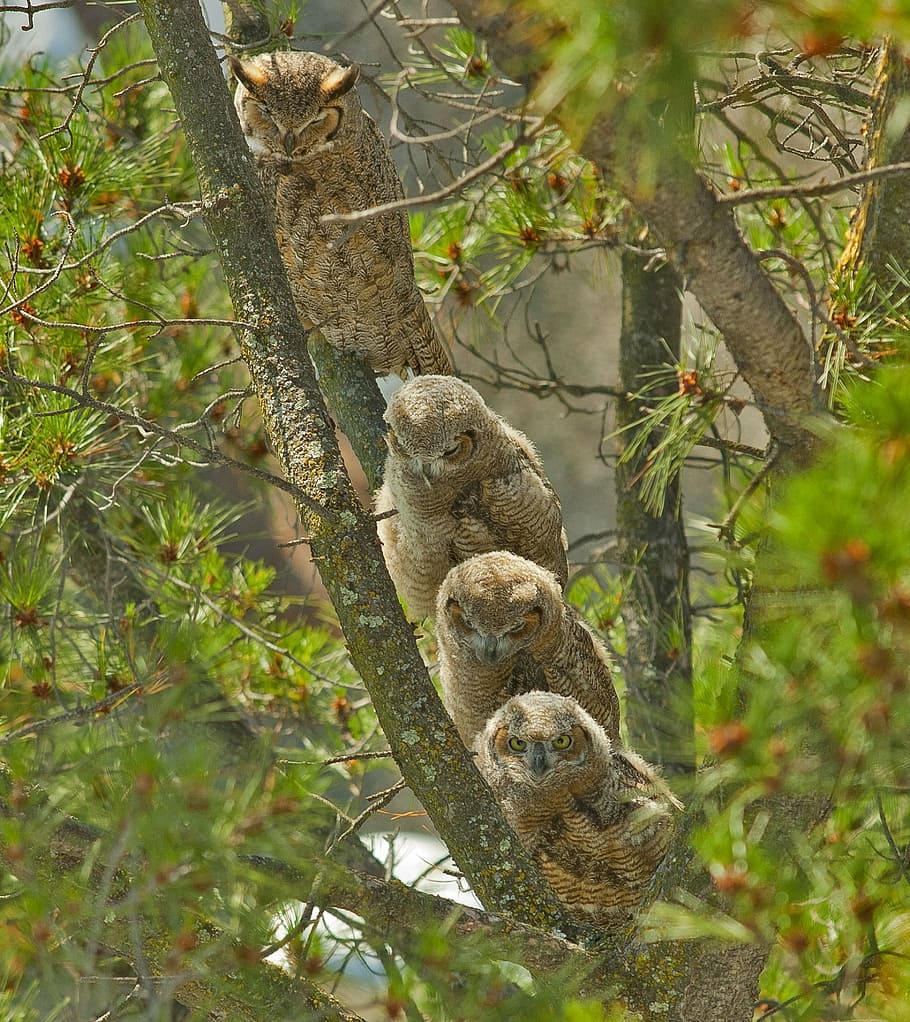 four, brown, owls, tree trunk, great horned owls, mother, owlets, babies, birds, wildlife