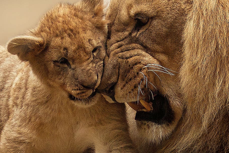 lion photo, lion, animal, predator, big cat, wild, panthera leo, africa, wild animal, king of the beasts