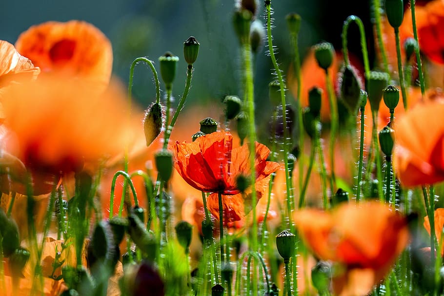 poppy, poppy flower, field of poppies, red, klatschmohn, flower, red poppy, nature, blossom, bloom