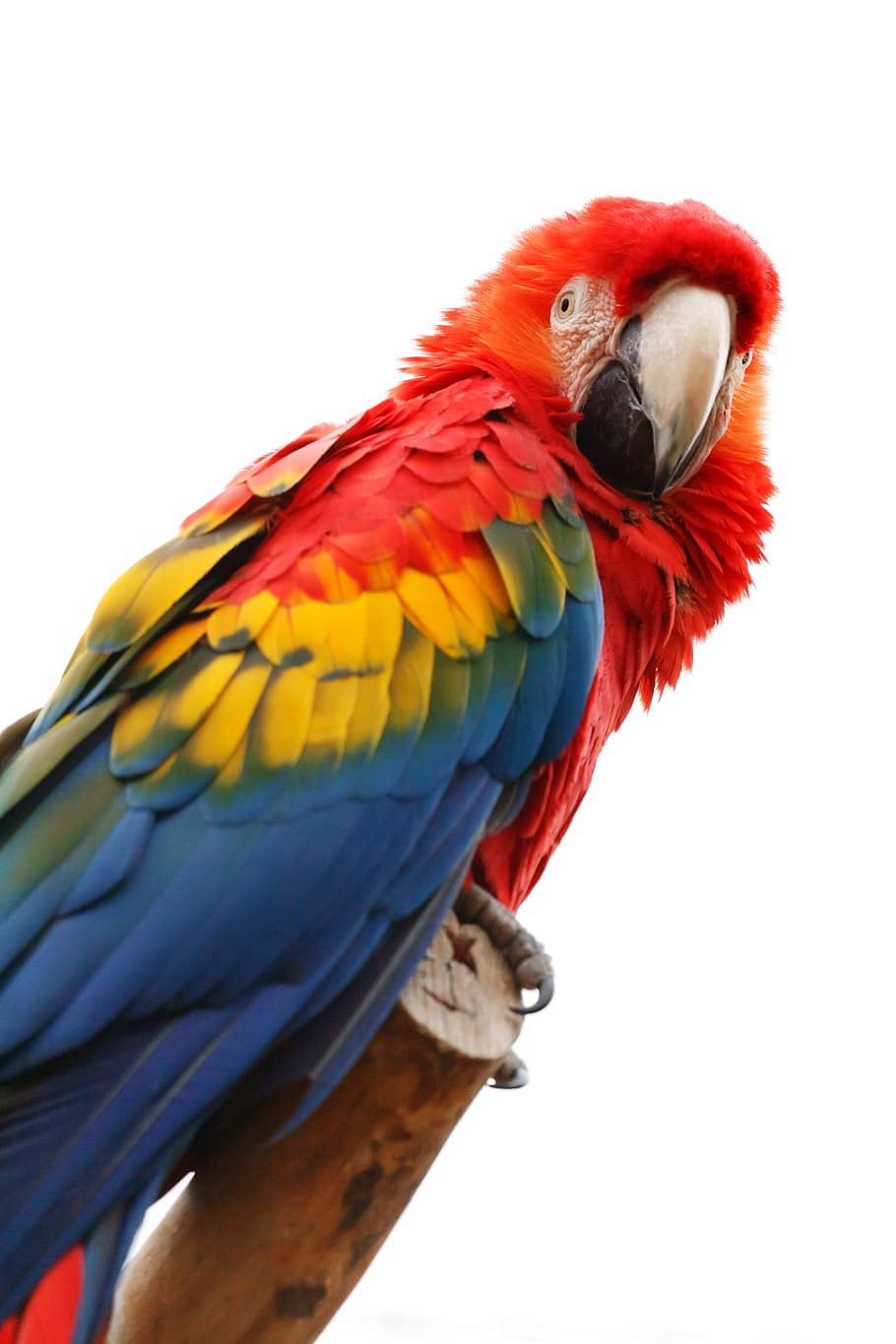 scarlet, macaw parrot, closeup, photography, Scarlet Macaw, parrot, closeup photography, animal, ara, macao