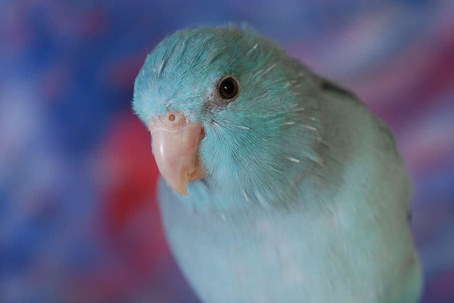 parakeet, bird, pet, green, tropical, colorful, color, blue, wing, cute