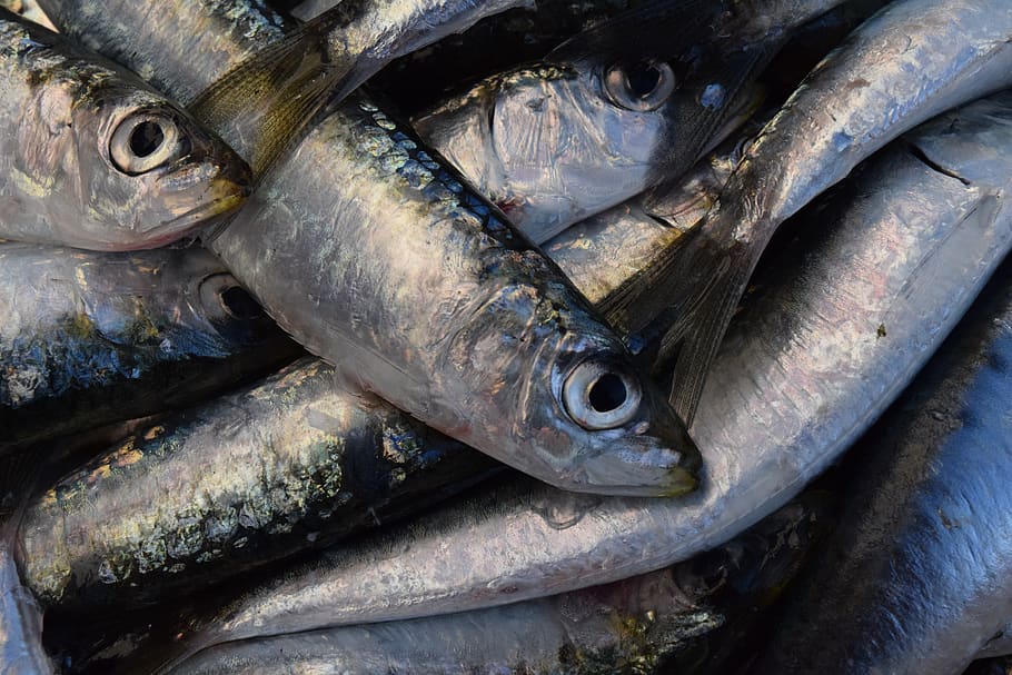 sardines, fish, fresh, silver, close up, fang, fishing, fish market, healthy, nutrition