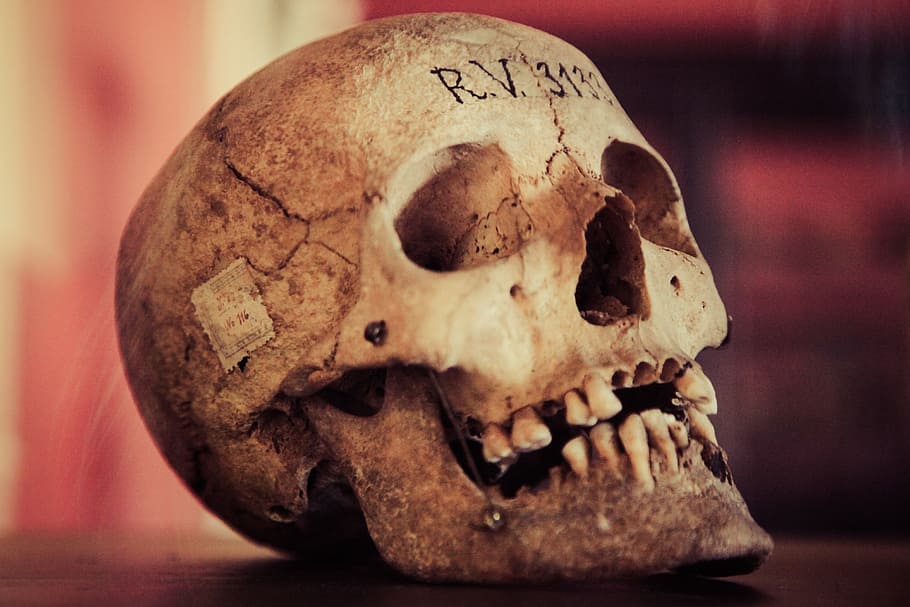 brown human skull, skull, old, human skull, vintage, antique, black, human, evil, dirty