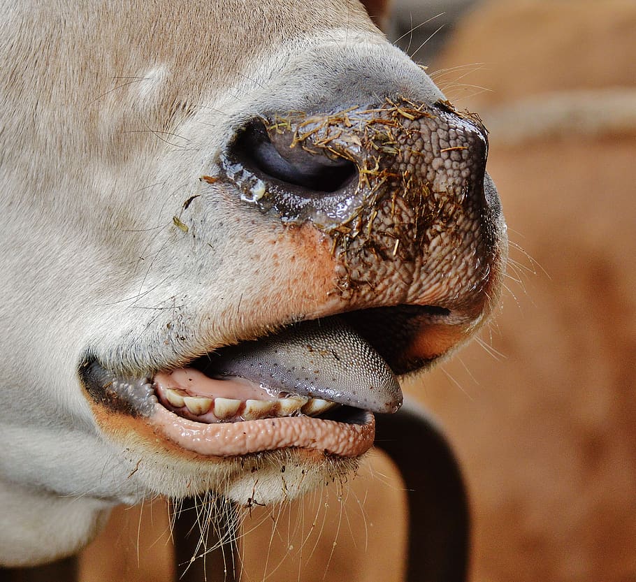 cow, snout, nose, animal, beef, foot, cows, ruminant, nostrils, close up