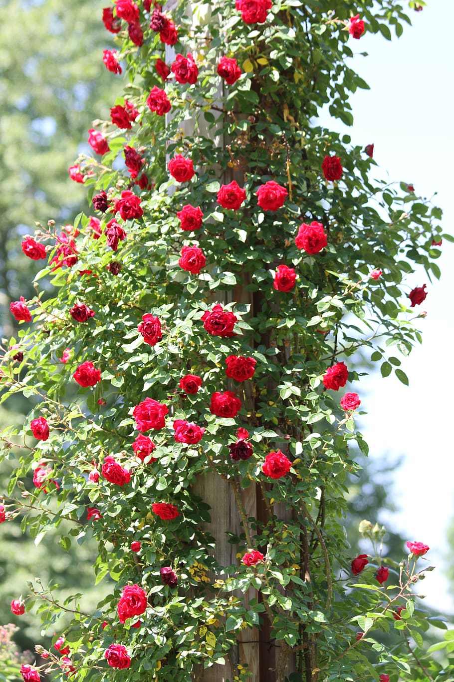 rosebush, red, roses, climbing roses, garden, park, nature, summer, bush, leaves