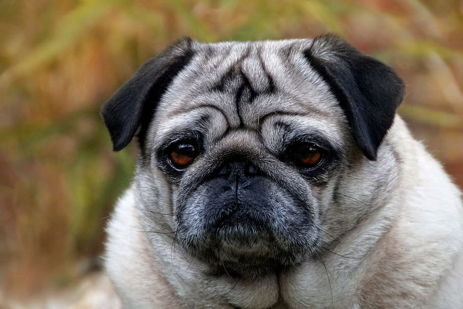 pug, dog, bitch, pet, race, expression, charming, mammal, funny, face