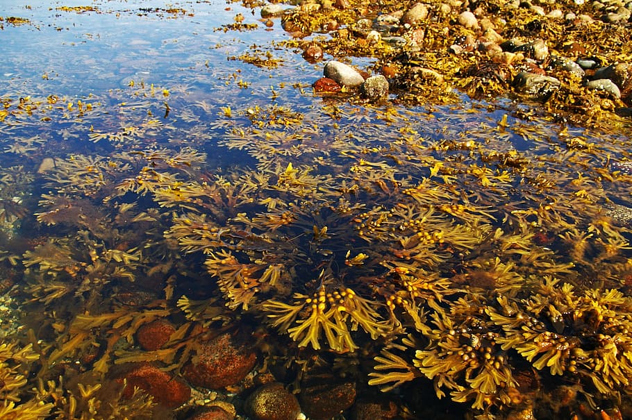 corpo de água, algas marinhas, mar Báltico, mar, costa, praia, verão, espiga, algas cobertas de vegetação, coloração