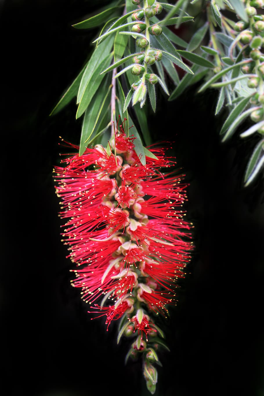 flower, bottle brush, australian, native, tree, callistemon, garden, nature, red, plant