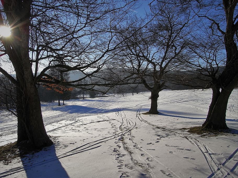 salju, jejak, asli, foto pohon tanpa daun, pohon, pohon telanjang, suhu dingin, musim dingin, tanaman, alam