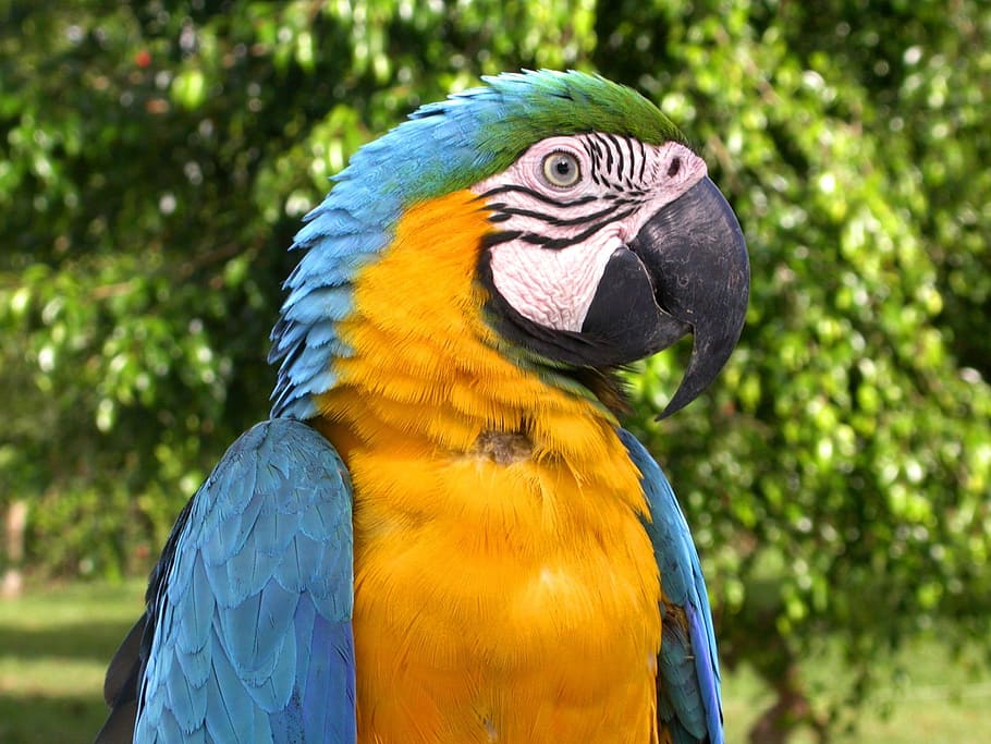 yellow, blue, green, bird, yellow, blue, green bird, macaw, parrot, nature, tropical