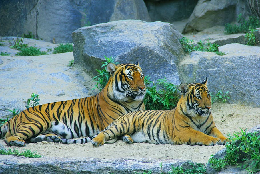 two, bengal tigers, behind, gray, rocks, tiger, cat, wild, predator, wildlife